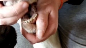 Определяем возраст коз по зубам