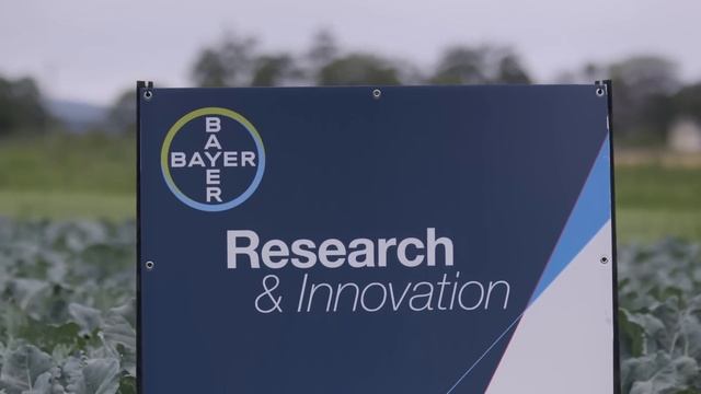 Movento® 240 SC Insecticide – Diamondback Moth Control For Brassicas