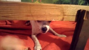 Злая Чихуа-хуа