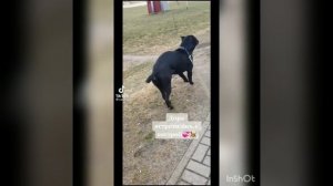 смешные видео кане-корсо