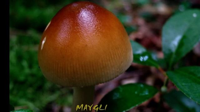 Гриб Поплавок шафранный. смотреть онлайн