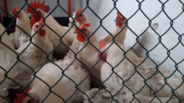 Самая лучшая порода кур Бресс Гальцы Французкая курица смотреть онлайн