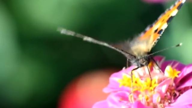 Как Зимуют Насекомые смотреть онлайн