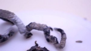 Кола против пластилина - Реальная Жизнь Свинки Пиги №41