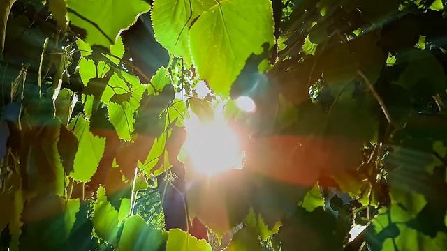 ФУТАЖ лето и солнце смотреть онлайн