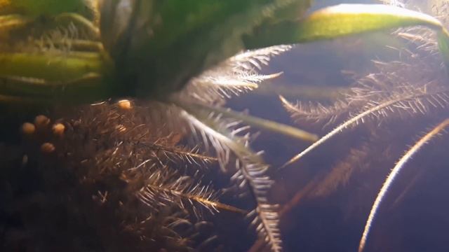 Водяная чума в аквариуме смотреть онлайн