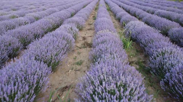 Lavender field 1 | Лавандулово поле 1 | DJI MINI 2 | 24.06.2021 смотреть онлайн