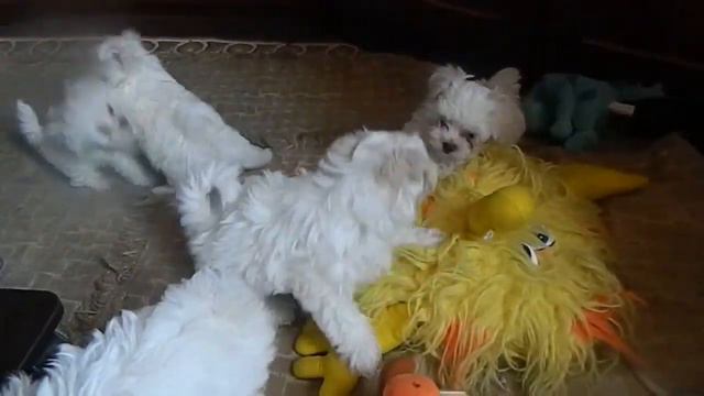 мальтезе щенки смотреть онлайн