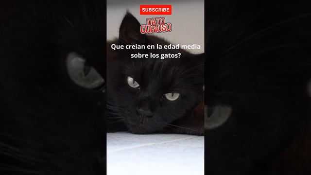 Esto pensaban de los gatos negros en la edad media смотреть онлайн