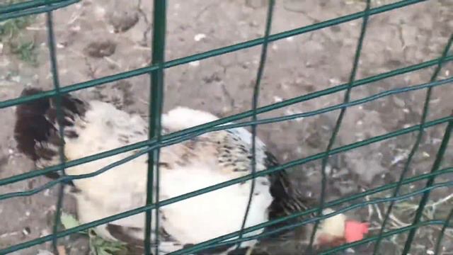 Петух носит Адидас смотреть онлайн