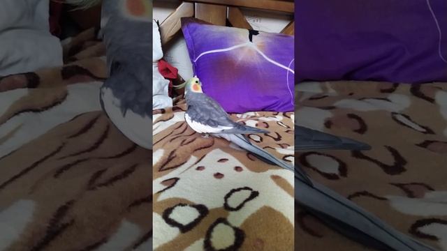 Заигрывания кореллы Гошки. Стучим клювом (поцелуйчики). смотреть онлайн