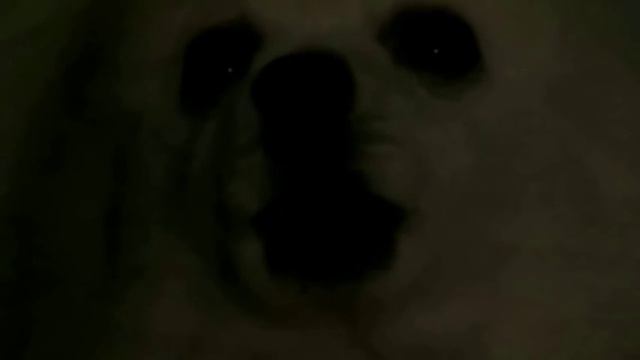 Шпиц микс - SpitZZ