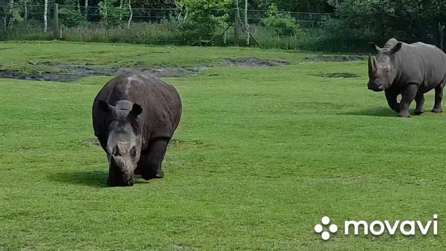 ??????4K / GIVSKUD ZOO ZOOTOPIA.SAFARI. Danmark?? ???? смотреть онлайн