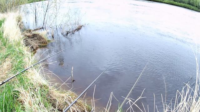 Рыбалка.Карась на удочки на реке.Тура.Созоново.Вот это рыбалка!!! смотреть онлайн