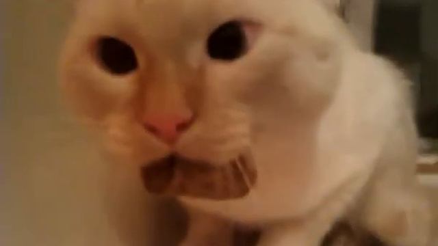 Сердитый кот смотреть онлайн