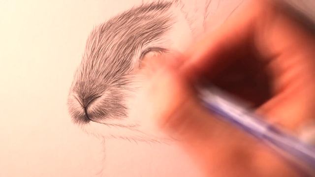 How to Draw a Rabbit смотреть онлайн