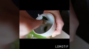 Каланхоэ в нос