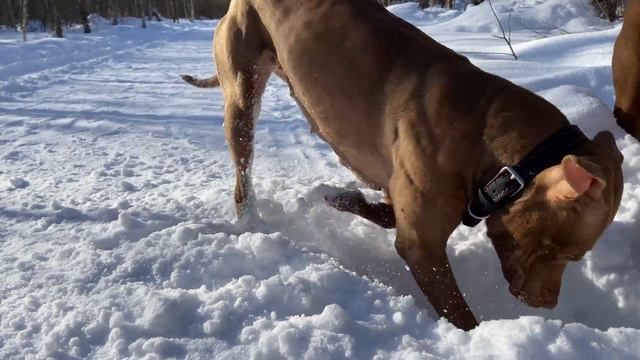 Внезапное появление собаки смотреть онлайн