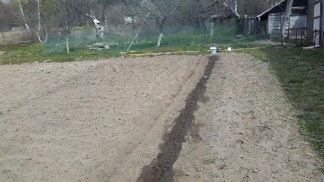 Посадка лука севка. Обработка лука перед посадкой. смотреть онлайн