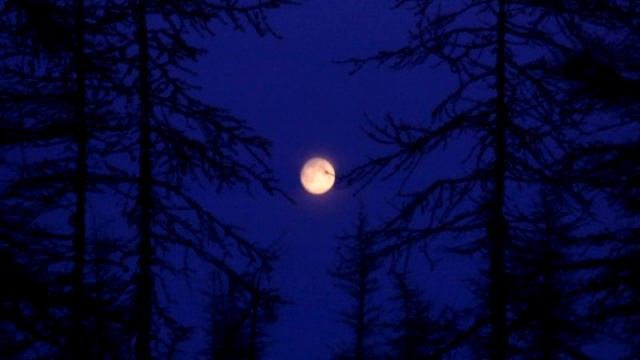 Там, где живёт глухарь... смотреть онлайн