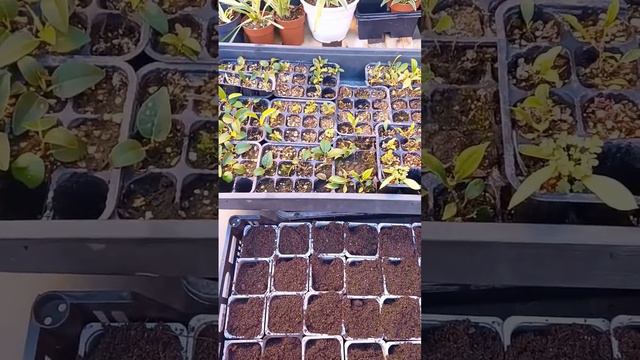 #esquejes #ficus #bonsái смотреть онлайн