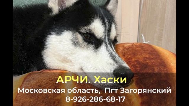 Пропала собака ! АРЧИ , Хаски , Московская область , Пгт Загорянский смотреть онлайн