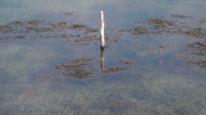 Вода уходит и много водорослей на озере Увильды 30 апреля 2023 г