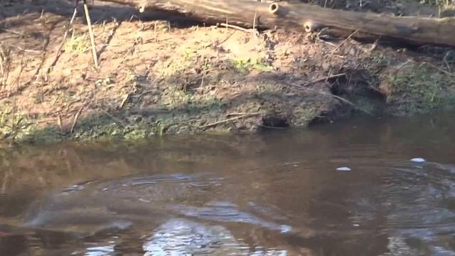 Крупная форель на ультралайт спиннинг Norstream Areal AR-60L смотреть онлайн