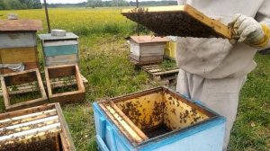 Пчеловодство с нуля - Противороевой отводок без поиска матки