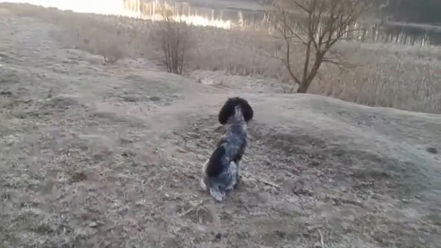 Русский спаниель Тим любуется восходом солнца смотреть онлайн