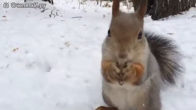 Милая белочка смотреть онлайн