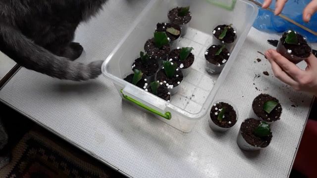 УКОРЕНЕНИЕ. Бегония Элатиор размножение фрагментом листа. смотреть онлайн