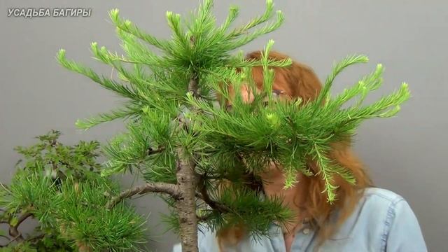 Бонсай из лиственницы (ч.10). смотреть онлайн