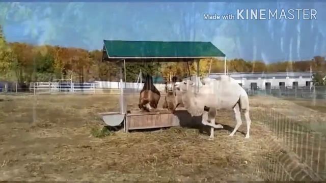 Экопарк «Казеевка». Пензенская область. смотреть онлайн