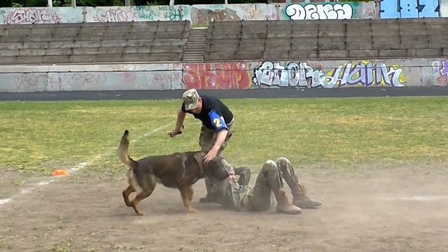 Сбила с ног - собака защищает хозяина смотреть онлайн