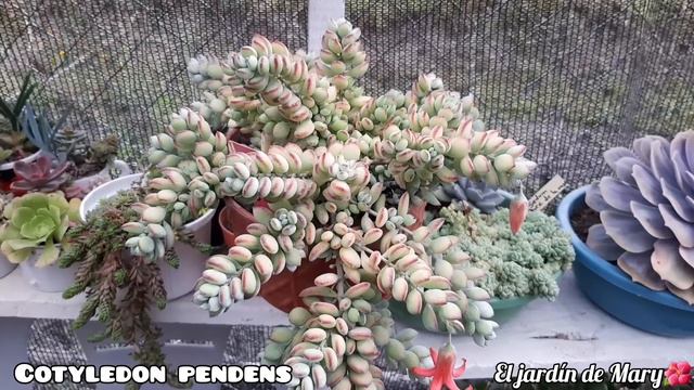Suculentas De Hojas Gorditas #reto