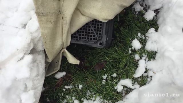 Саженцы сохраняем до весны смотреть онлайн