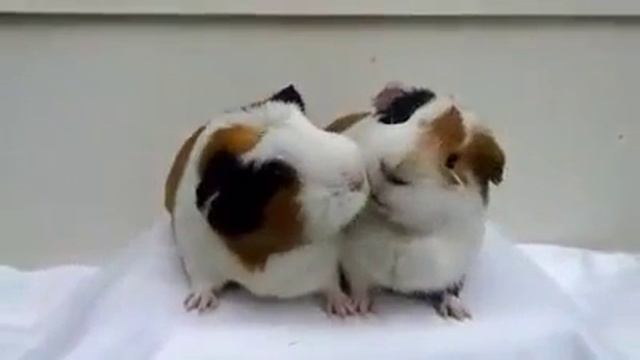 Смешные хомячки или морские свинки. смотреть онлайн