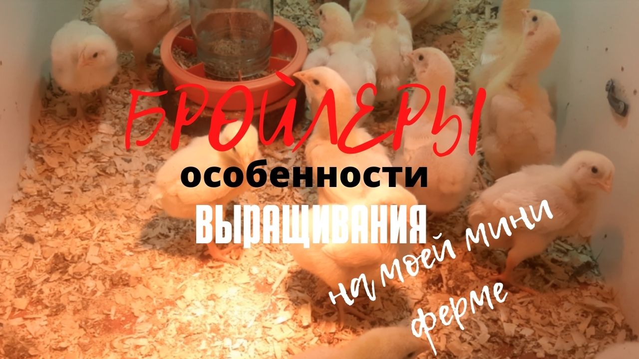 Бройлеры, особенности выращивания на моей ферме. смотреть онлайн