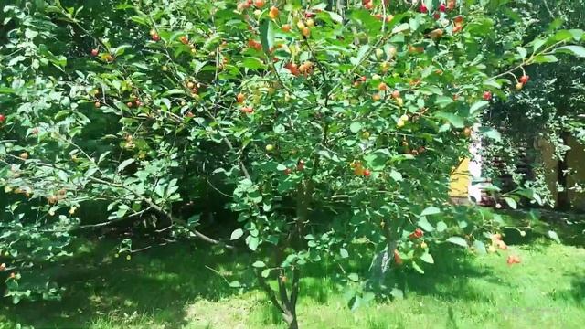 Вишня из поросли смотреть онлайн