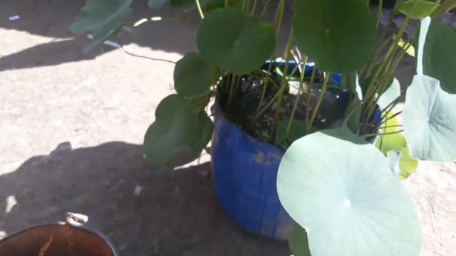 Lotus Flower Plant.at.hom ( পদ্মফুলের চাষ পার্ট- 2) Episode _6