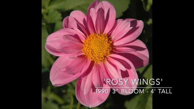Dahlias for Spring 2023 🌸 смотреть онлайн