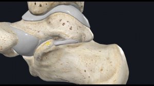 Подтаранный сустав (art. subtalaris) 3D Анатомия