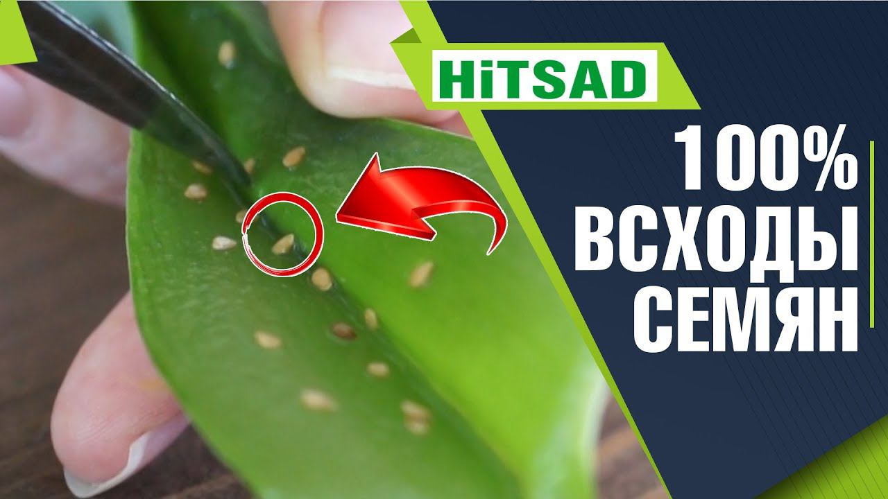 Замачивание семян в листе алоэ ✔️ Семена в листике алоэ смотреть онлайн