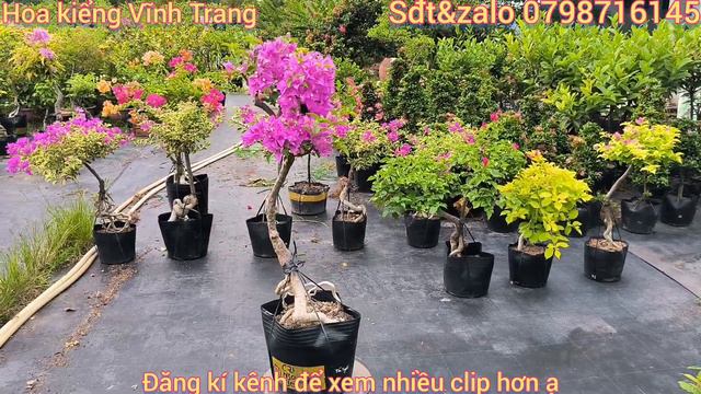 clip số 39,ngày 3.6.2023 hoa giấy pedro,kayata,chiều tím, ruby,tím tuyết,cẩm thạch... 📲0798716145 смотреть онлайн
