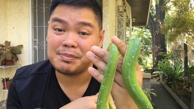 SPECIES REVIEW: Sorong Green Tree Python | Kamusta Siya as a PET? смотреть онлайн