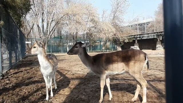 Узбекистан Ташкентский ЗООПАРК смотреть онлайн