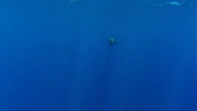 Swordfish Swimming