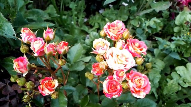 Роза спрей Файер Флеш