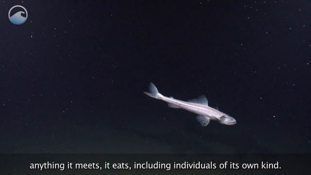 Deep Sea Creature: Deep Sea Lizard Fish (Bathysaurus Ferox) смотреть онлайн